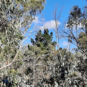 Pinus radiata at Namadgi National Park - 3 Apr 2024 10:48 AM