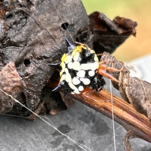 Austracantha minax at Gilmore, ACT - 6 Apr 2024 04:07 PM