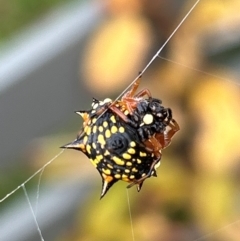 Austracantha minax at Gilmore, ACT - 6 Apr 2024