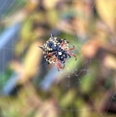 Austracantha minax at Gilmore, ACT - 6 Apr 2024