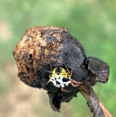 Austracantha minax at Gilmore, ACT - 6 Apr 2024