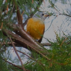 Monarcha melanopsis (Black-faced Monarch) at Jerrabomberra Wetlands - 6 Apr 2024 by BenW