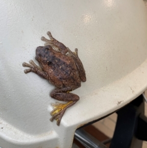 Litoria peronii at Fraser, ACT - 5 Apr 2024