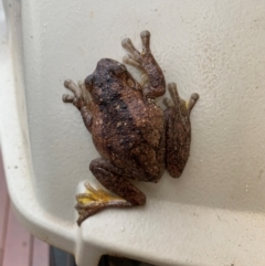 Litoria peronii at Fraser, ACT - 5 Apr 2024 04:58 PM