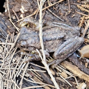 Litoria peronii at QPRC LGA - 6 Apr 2024