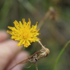 Thysanoptera (order) at Lawson Grasslands (LWG) - 27 Feb 2024