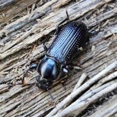 Unidentified Beetle (Coleoptera) at Braidwood, NSW - 6 Apr 2024 by MatthewFrawley