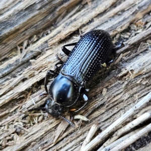 Zophophilus sp. (genus) at QPRC LGA - 6 Apr 2024