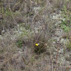 Zizina otis (Common Grass-Blue) at Lawson Grasslands (LWG) - 27 Feb 2024 by maura