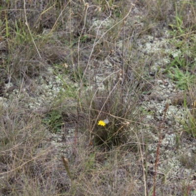 Zizina otis (Common Grass-Blue) at Lawson Grasslands (LWG) - 26 Feb 2024 by maura