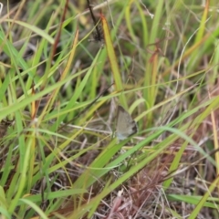 Zizina otis at Lawson Grasslands (LWG) - 27 Feb 2024