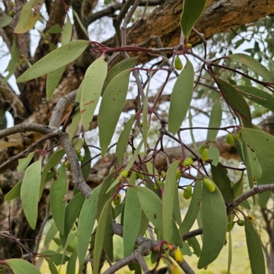 Muellerina eucalyptoides (Creeping Mistletoe) at Bigga, NSW - 4 Apr 2024 by Csteele4