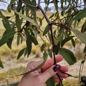 Muellerina eucalyptoides at Bigga, NSW - 4 Apr 2024