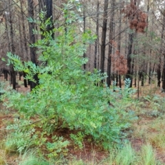 Fraxinus angustifolia (Desert Ash) at Isaacs, ACT - 6 Apr 2024 by Mike