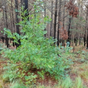 Fraxinus angustifolia at Isaacs Ridge and Nearby - 6 Apr 2024