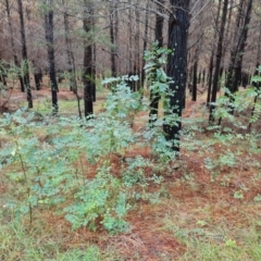 Fraxinus angustifolia at Isaacs Ridge and Nearby - 6 Apr 2024