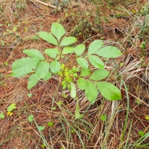 Fraxinus sp. at Isaacs Ridge and Nearby - 6 Apr 2024 04:14 PM