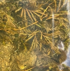 Potamogeton crispus (Curly Pondweed) at Namadgi National Park - 4 Apr 2024 by JaneR