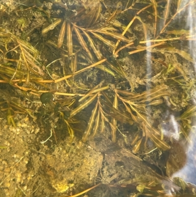 Potamogeton crispus (Curly Pondweed) at Booth, ACT - 4 Apr 2024 by JaneR