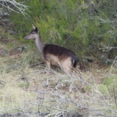 Dama dama (Fallow Deer) at Greenway, ACT - 6 Apr 2024 by LinePerrins