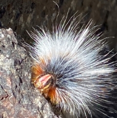 Anthela varia (Hairy Mary) at Namadgi National Park - 26 Mar 2024 by RAllen