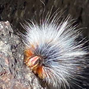 Anthela varia at Namadgi National Park - 26 Mar 2024