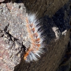 Anthela varia at Namadgi National Park - 26 Mar 2024