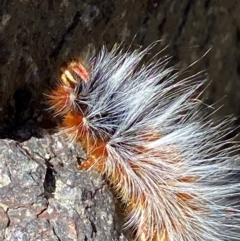 Anthela varia at Namadgi National Park - 26 Mar 2024 11:28 AM