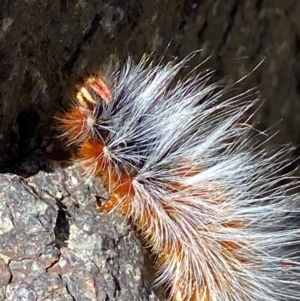 Anthela varia at Namadgi National Park - 26 Mar 2024