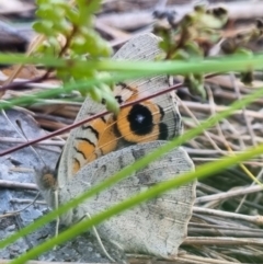 Junonia villida (Meadow Argus) at Bungendore, NSW - 6 Apr 2024 by clarehoneydove