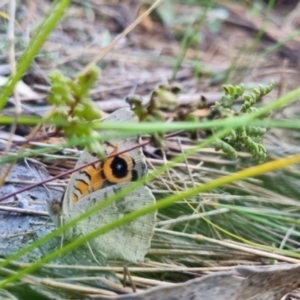 Junonia villida at QPRC LGA - 6 Apr 2024