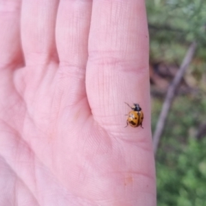 Coccinella transversalis at QPRC LGA - 6 Apr 2024