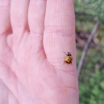 Coccinella transversalis (Transverse Ladybird) at Bungendore, NSW - 6 Apr 2024 by clarehoneydove