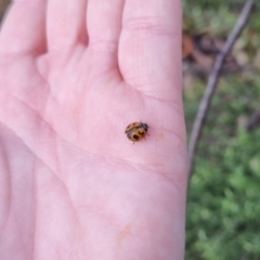 Coccinella transversalis at QPRC LGA - suppressed