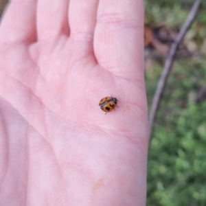 Coccinella transversalis at QPRC LGA - 6 Apr 2024