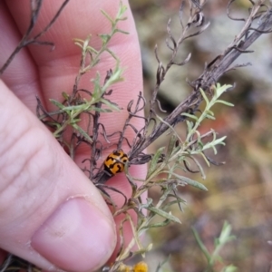 Coccinella transversalis at QPRC LGA - 6 Apr 2024