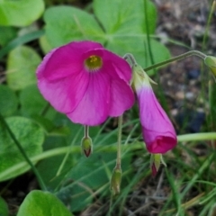 Oxalis sp. at Goulburn, NSW - 6 Apr 2024 by trevorpreston