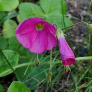 Oxalis articulata at Goulburn, NSW - 6 Apr 2024 06:28 PM