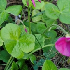 Oxalis articulata at Goulburn, NSW - 6 Apr 2024 06:28 PM