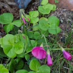 Oxalis articulata at Goulburn, NSW - 6 Apr 2024 06:28 PM