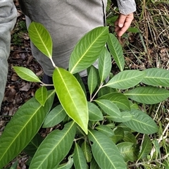 Rhodomyrtus psidioides (Native Guava) at Bongil Bongil National Park - 6 Apr 2024 by NJ