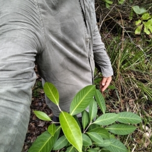 Rhodomyrtus psidioides at Bongil Bongil National Park - suppressed