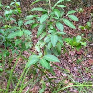 Rhodomyrtus psidioides at Bongil Bongil National Park - suppressed