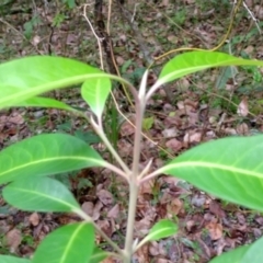 Rhodomyrtus psidioides at Bongil Bongil National Park - suppressed