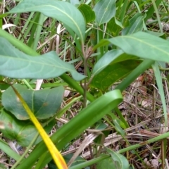 Rhodomyrtus psidioides at Bongil Bongil National Park - suppressed