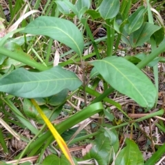 Rhodomyrtus psidioides at Bongil Bongil National Park - 6 Apr 2024