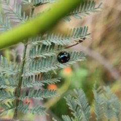 Orcus australasiae at QPRC LGA - suppressed