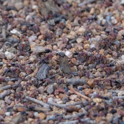 Iridomyrmex purpureus (Meat Ant) at Hall, ACT - 6 Apr 2024 by Anna123