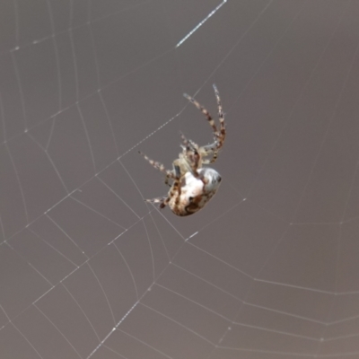 Araneinae (subfamily) (Orb weaver) at Hall, ACT - 6 Apr 2024 by Anna123