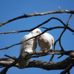 Cacatua sanguinea at Hall, ACT - 6 Apr 2024 04:35 PM